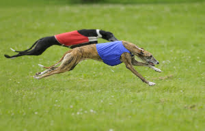 wyścigi psów - coursing